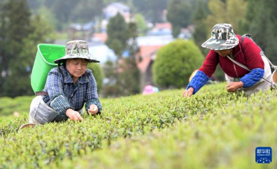 4月5日，村民在贵州省遵义市余庆县松烟镇二龙村茶场采摘春茶。新华社记者 杨楹 摄